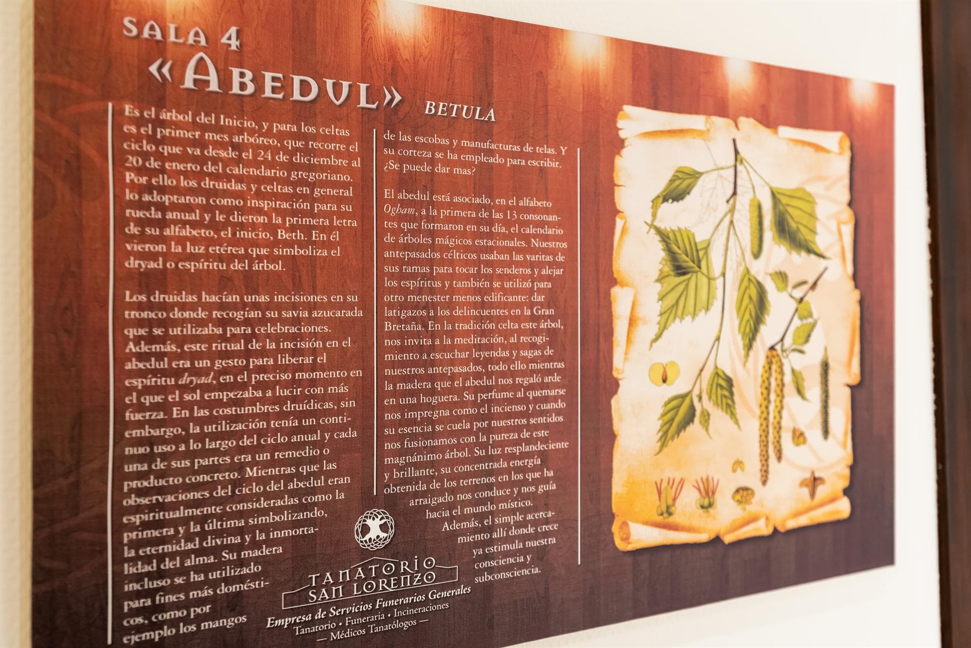 Sala IV - Abedul